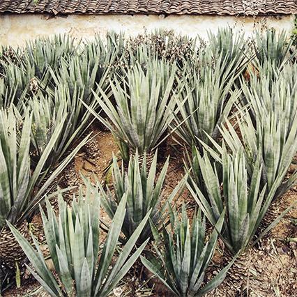 Raw materials: vegetable fibres with Sisal (agave)