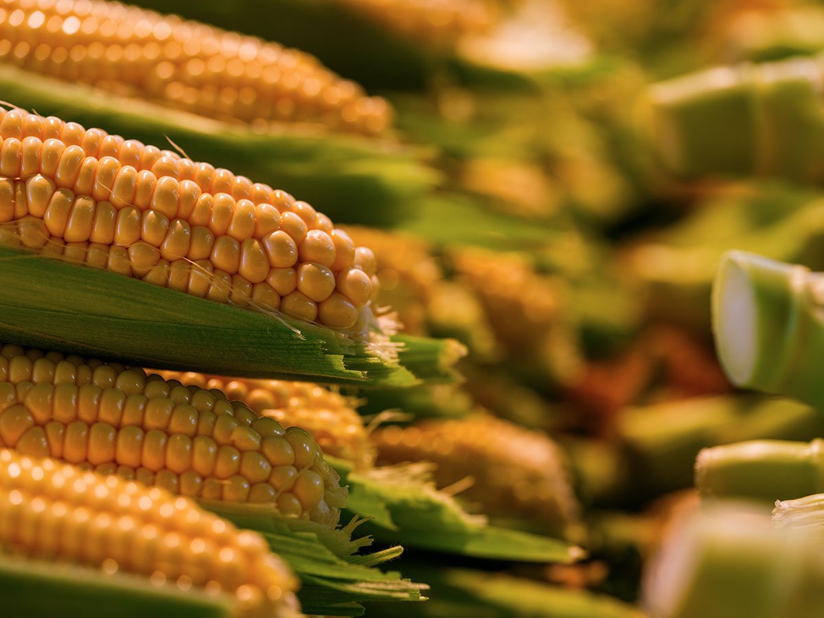 Home Collection Image 3