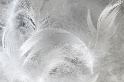 plumes-oie