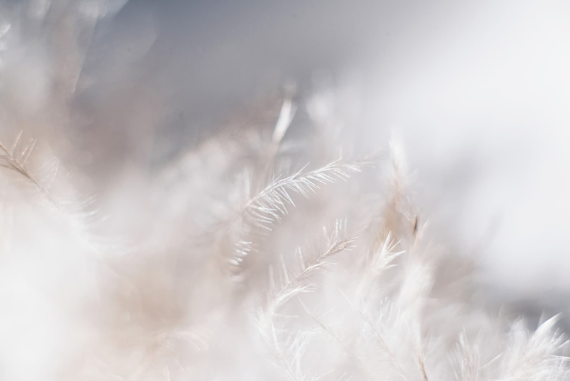 Downpass Background feathers