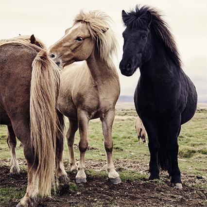 Raw matarials: Pure horsehair