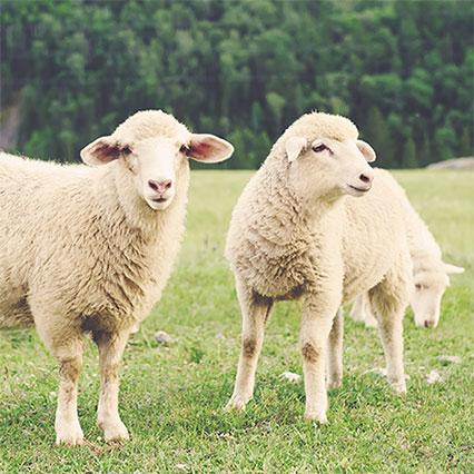 Rohmaterialien: Schweizer Wolle